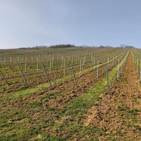 Lejlighed 6 Personnes, Vignoble Proche De Strasbourg Avec Sauna *
